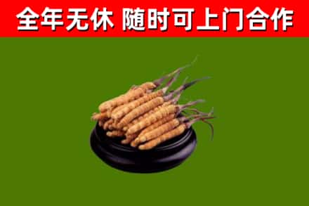 宛城区烟酒回收冬虫夏草.jpg